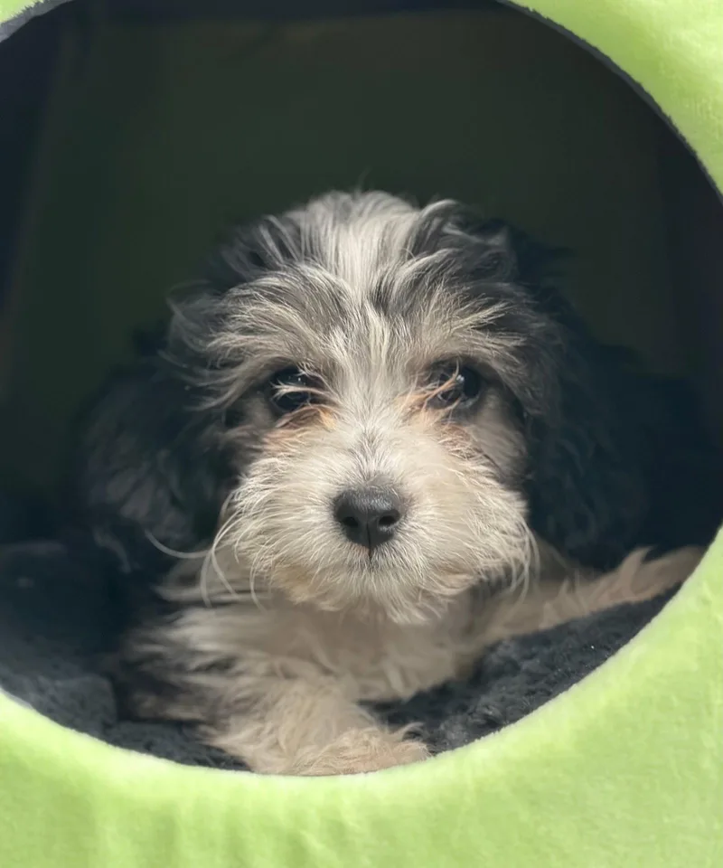 Popcorn: Cheddar thumbnail 2