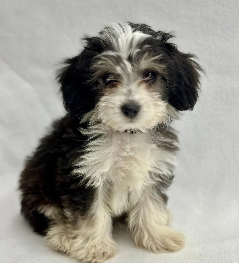 Popcorn: Cheddar thumbnail 3