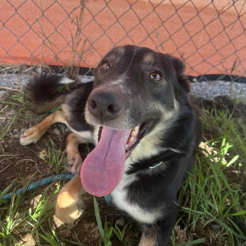 A young medium-sized female Black Mixed Breed dog named Baretta for adoption in Spokane, WA