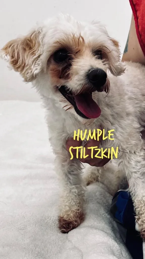 Humple Stiltzkin