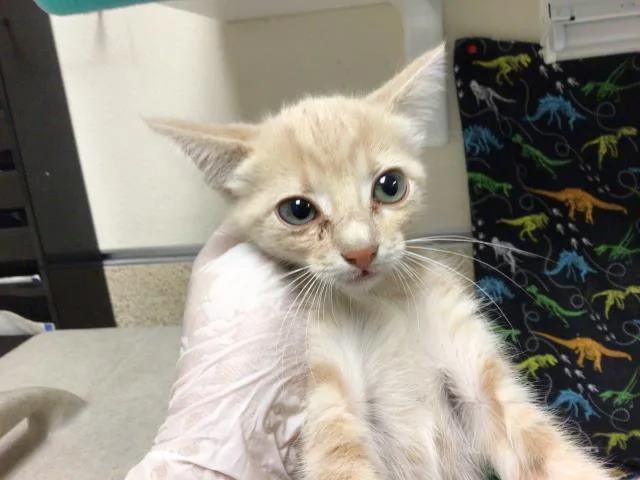 A baby small-sized female Domestic Short Hair cat named Rachel for adoption in Riverside, CA