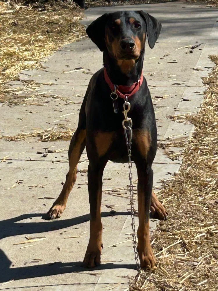 An adult large-sized male Doberman Pinscher dog named Cosmo for adoption in Barrington, IL