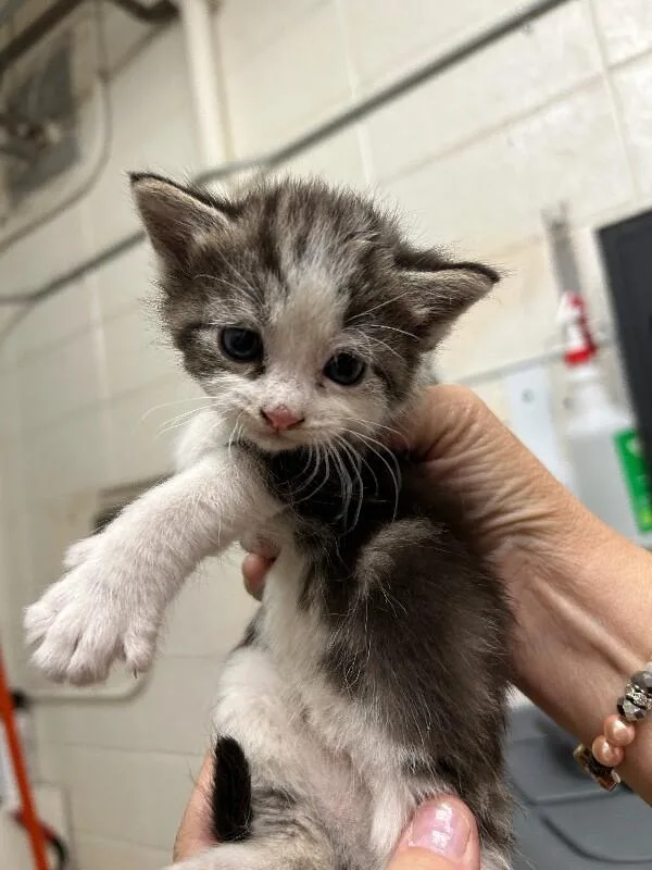 A baby medium-sized female Domestic Short Hair cat named Nikita for adoption in Fruit Heights, UT
