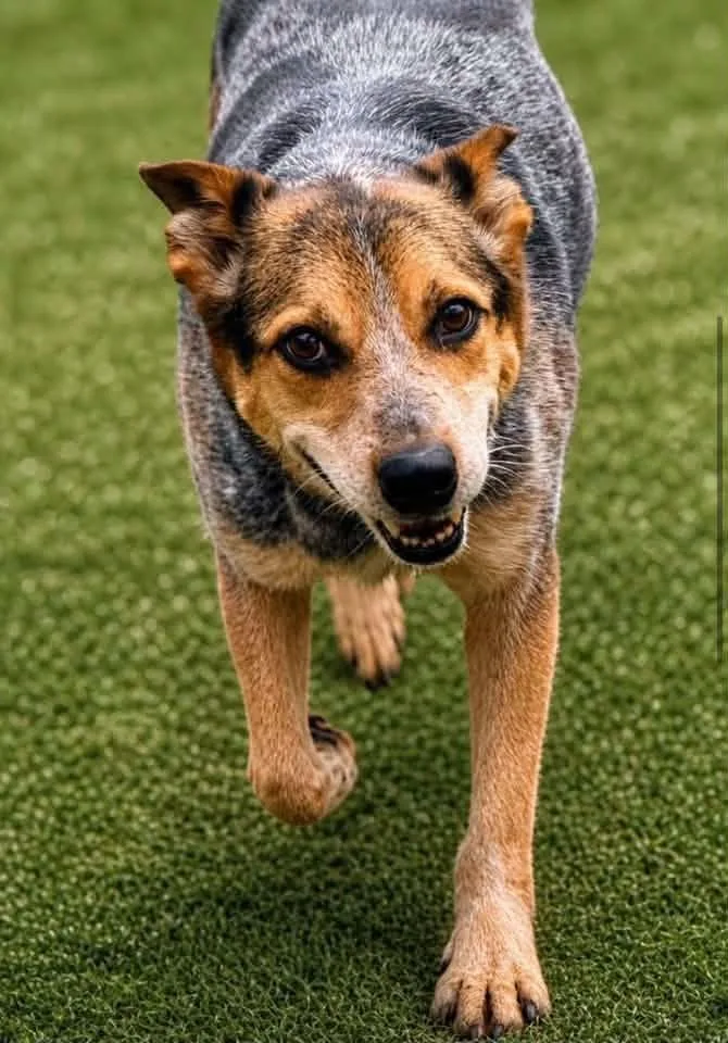 An adult medium-sized male Merle (Blue) Australian Cattle Dog / Blue Heeler dog named Sparky for adoption in Moyock, NC