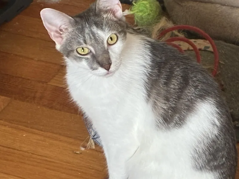 A young medium-sized male Tabby (Gray / Blue / Silver) Domestic Short Hair cat named Monroe for adoption in Charlotte, NC