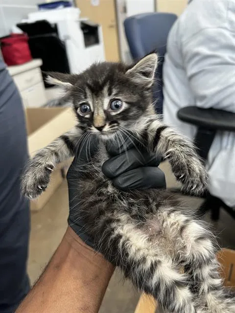 A baby medium-sized female Domestic Medium Hair cat named Sharron for adoption in Dallas, TX
