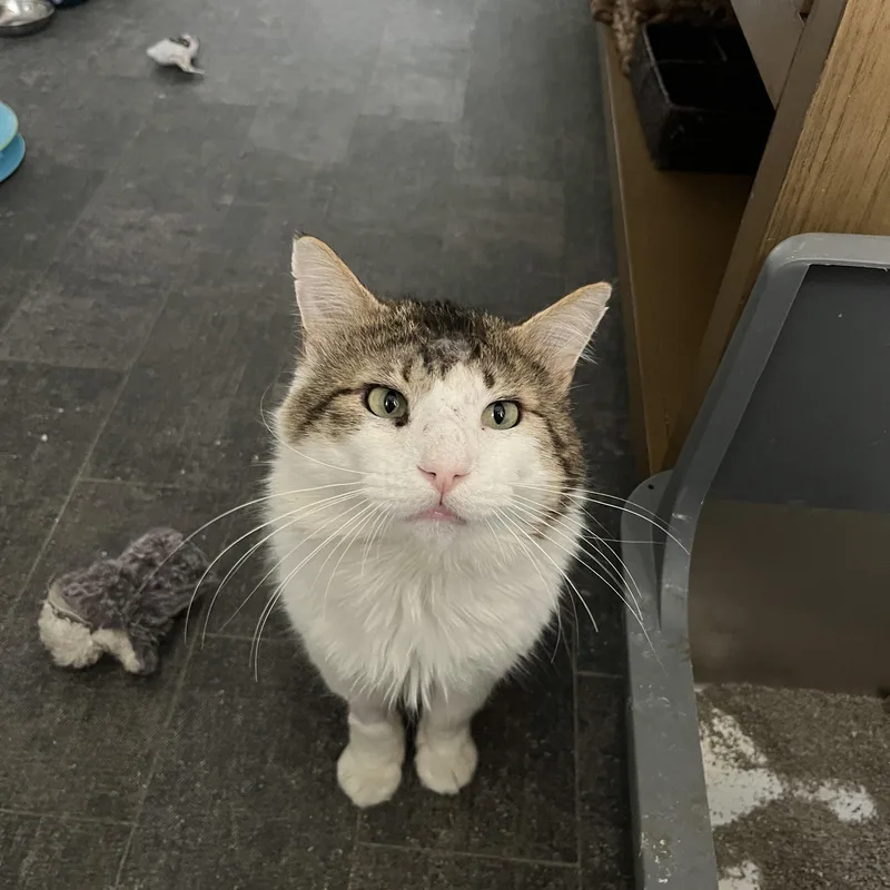 An adult large-sized male Tabby (Brown / Chocolate) American Shorthair cat named Big Mac for adoption in Austin, TX