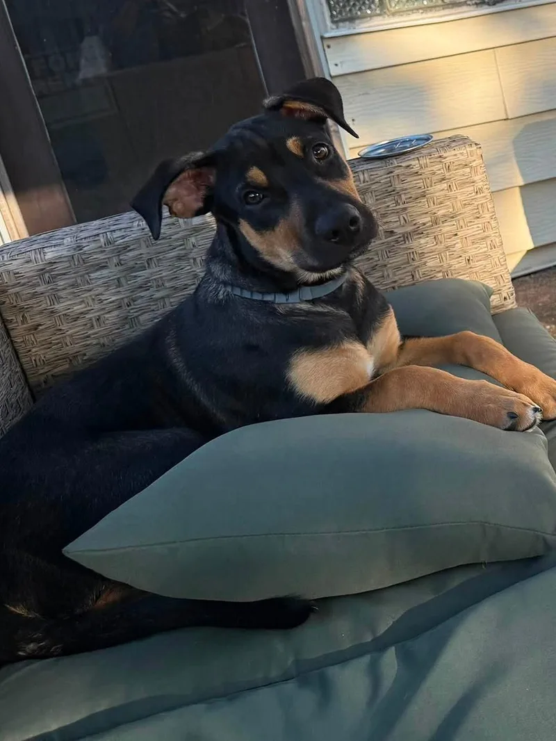 A young medium-sized male Shepherd dog named Merge for adoption in Lake Saint Louis, MO