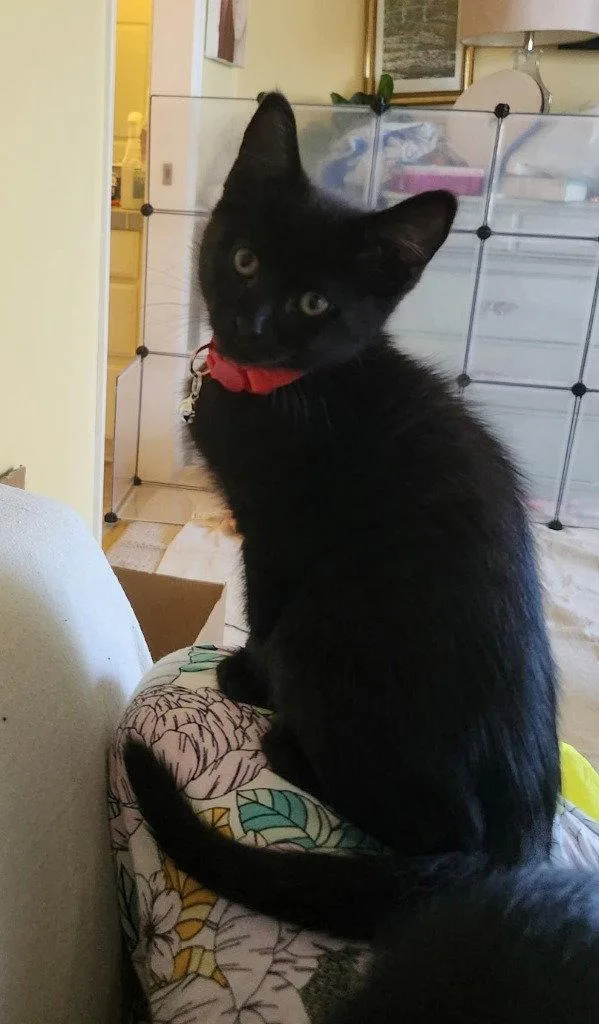 A baby medium-sized female Black Domestic Short Hair cat named Binx for adoption in St. Helens, OR