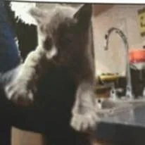A baby small-sized female Gray / Blue / Silver Domestic Short Hair cat named Stormy for adoption in Pleasant Hill, CA