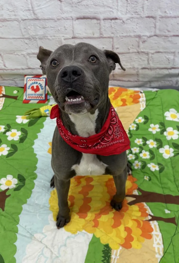 A young medium-sized male Mixed Breed dog named Twizzle for adoption in Detroit, MI