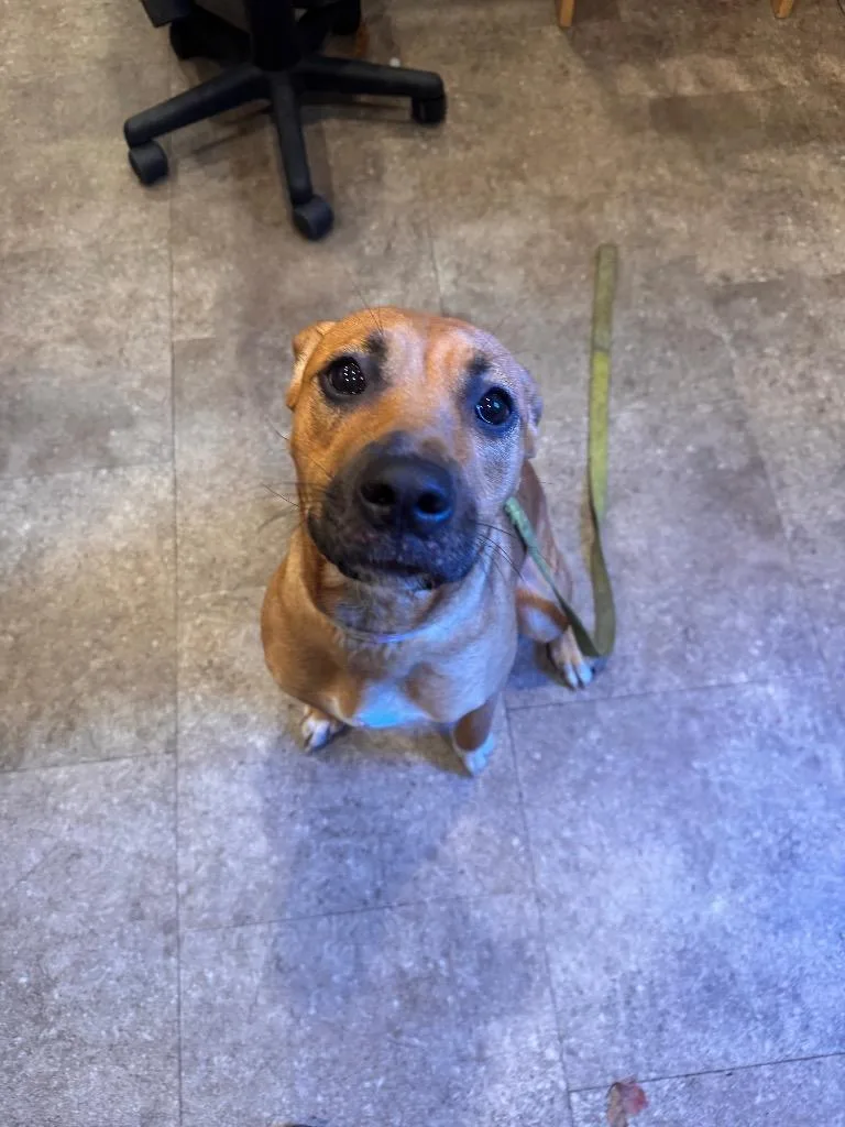 A young medium-sized female Boxer dog named Ruby for adoption in Pottsville, PA