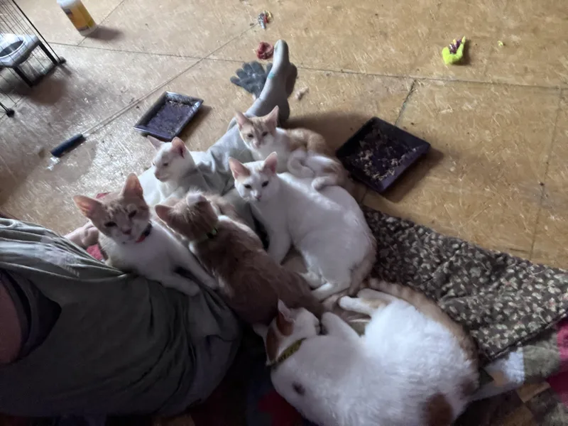 Cream Sickle thumbnail 3