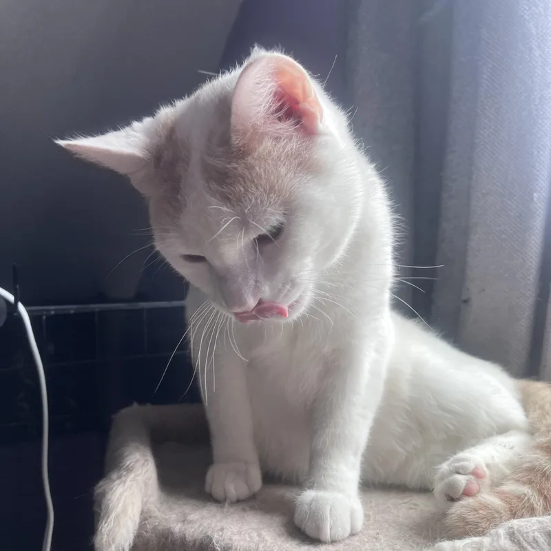 Cream Sickle thumbnail 4