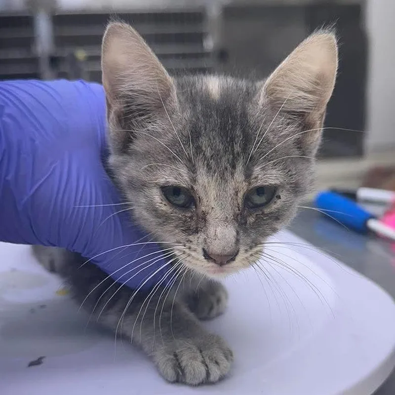 A baby small-sized female Gray / Blue / Silver Domestic Short Hair cat named Alisa for adoption in Bastrop, TX