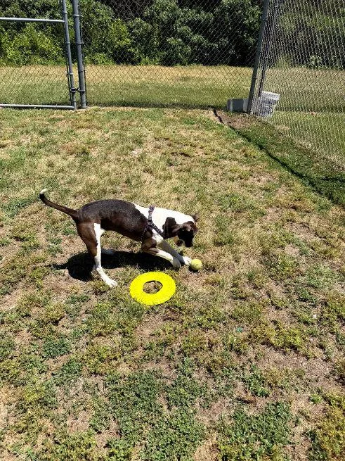 An adult medium-sized female Black Terrier dog named Nosha for adoption in Cape May Court House, NJ