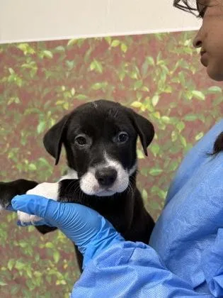A young small-sized female American Staffordshire Terrier dog named Amina for adoption in San Antonio, TX