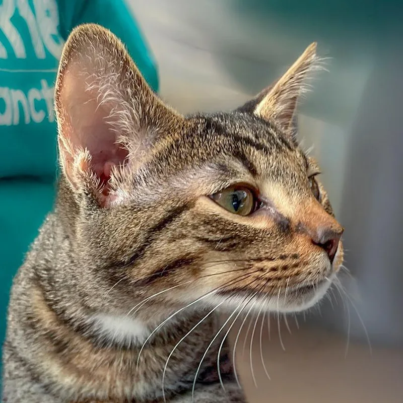 A baby small-sized male Brown / Chocolate American Shorthair cat named Atticus for adoption in Chapel Hill, NC