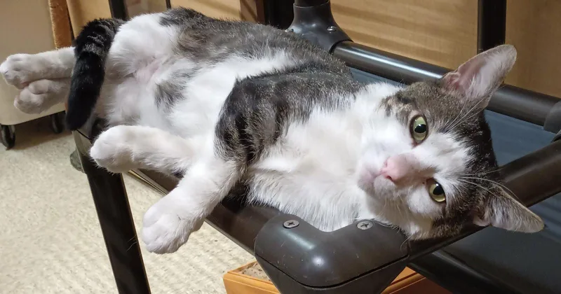 A young medium-sized male Domestic Short Hair cat named Jojo for adoption in Herndon, VA