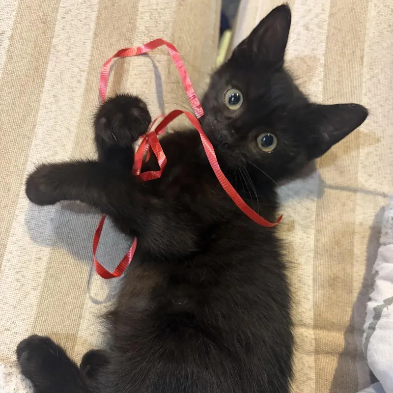 A baby small-sized male Black Domestic Short Hair cat named Rette for adoption in Newark, NJ