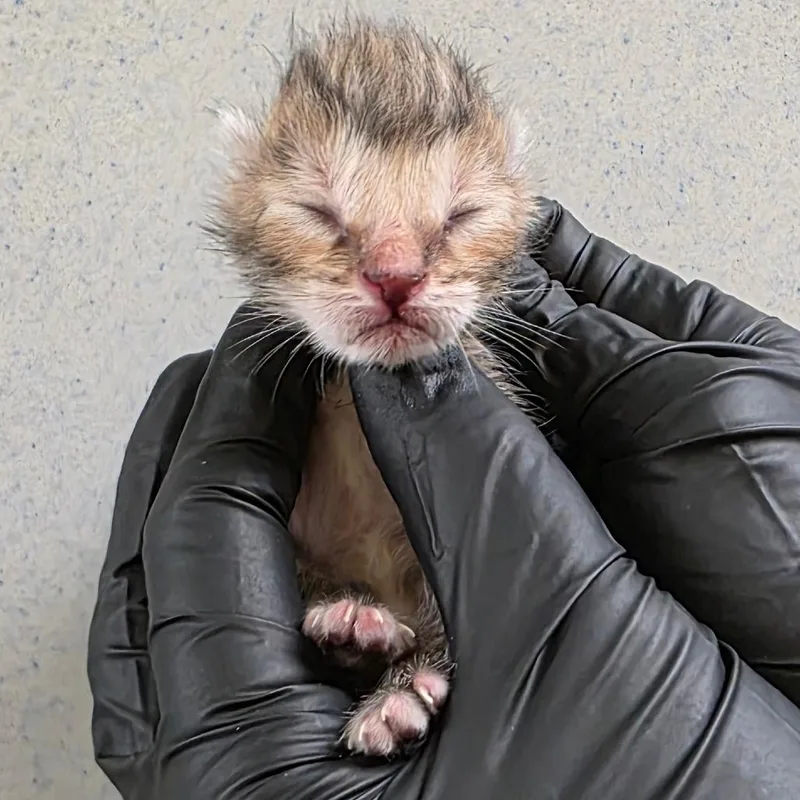 A baby small-sized female Brown / Chocolate Domestic Short Hair cat named Marina for adoption in Abilene, TX