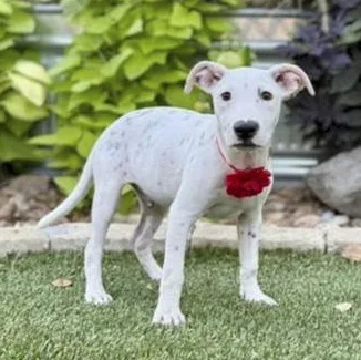 A baby medium-sized male White / Cream Terrier dog named Bingo for adoption in Southport, CT