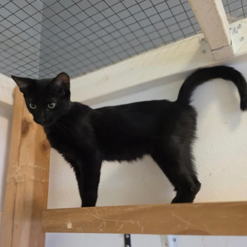 A baby medium-sized male Black Domestic Short Hair cat named Carlos Chino Hills for adoption in Chino Hills, CA