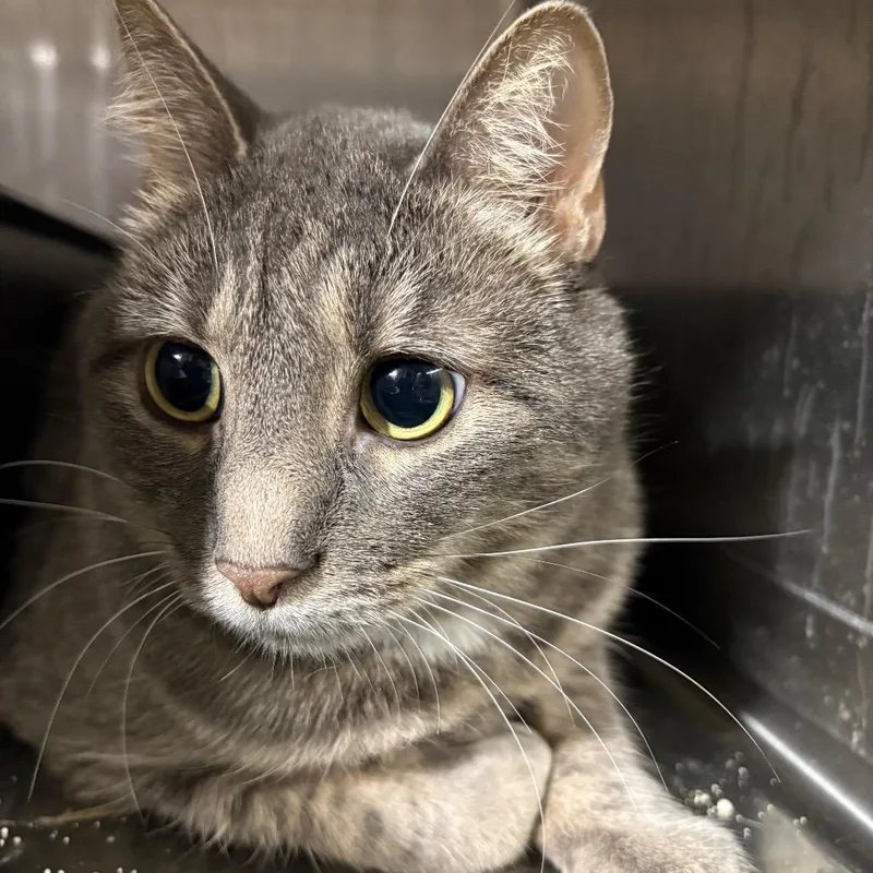 An adult small-sized female Gray / Blue / Silver Domestic Short Hair cat named Gila for adoption in Saint Paul, MN