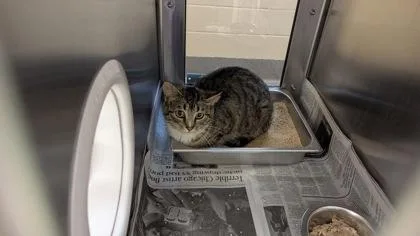 Tiny Crock Pot thumbnail 2