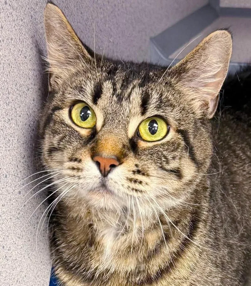 Denim Is A Living thumbnail 4