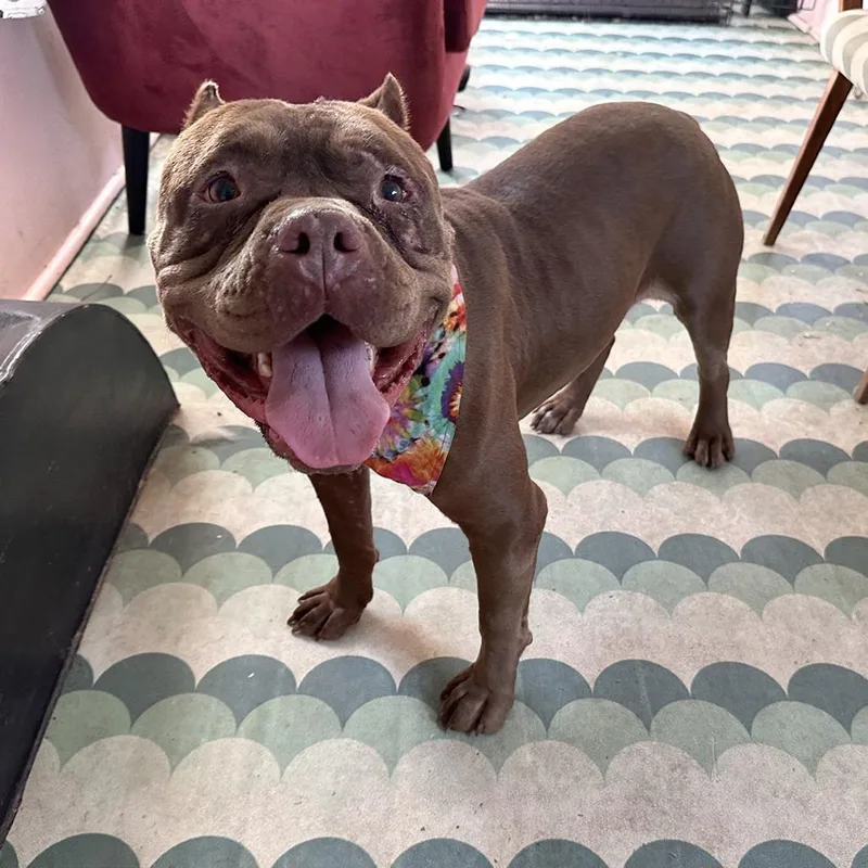 Mr Edison thumbnail 3