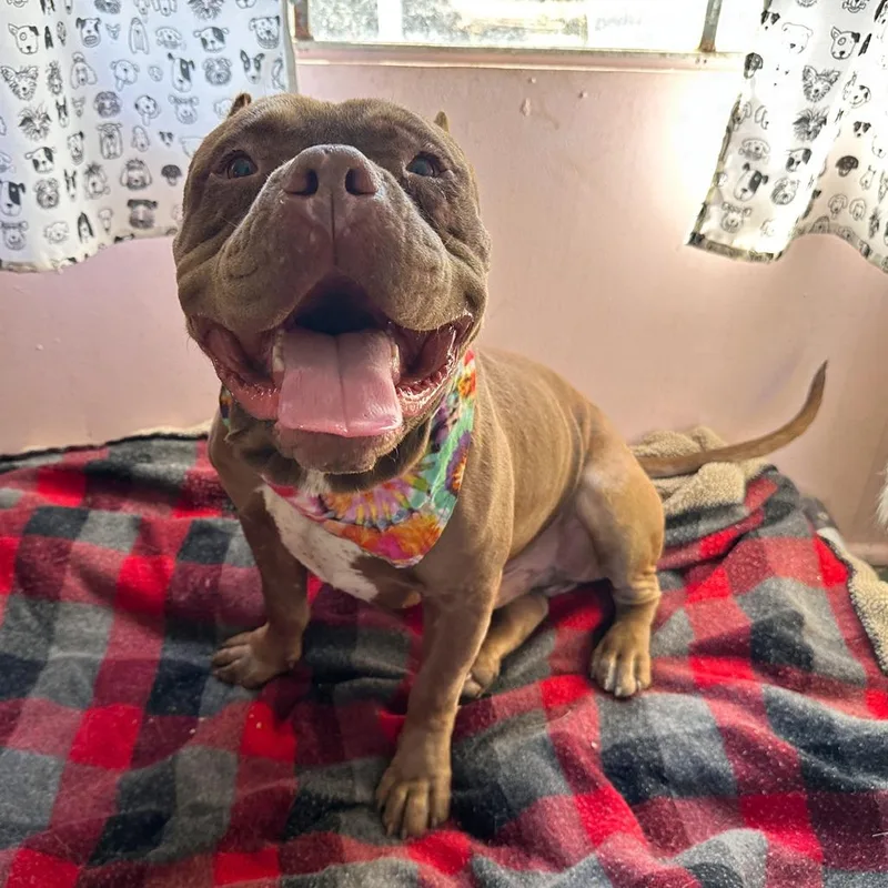 Mr Edison thumbnail 6