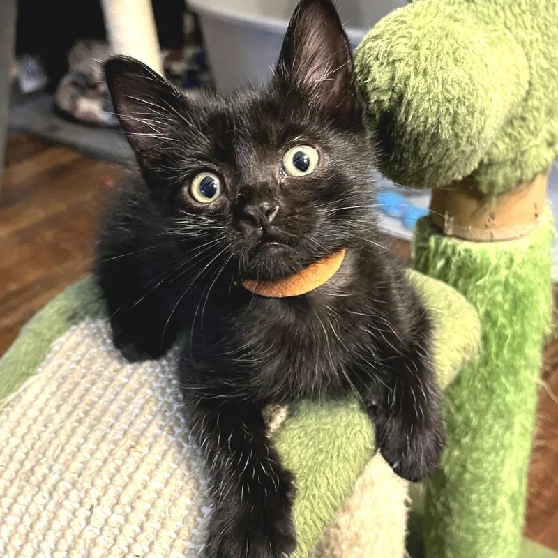 A baby small-sized male Black Domestic Short Hair cat named Tyler Orange for adoption in Fort Worth, TX