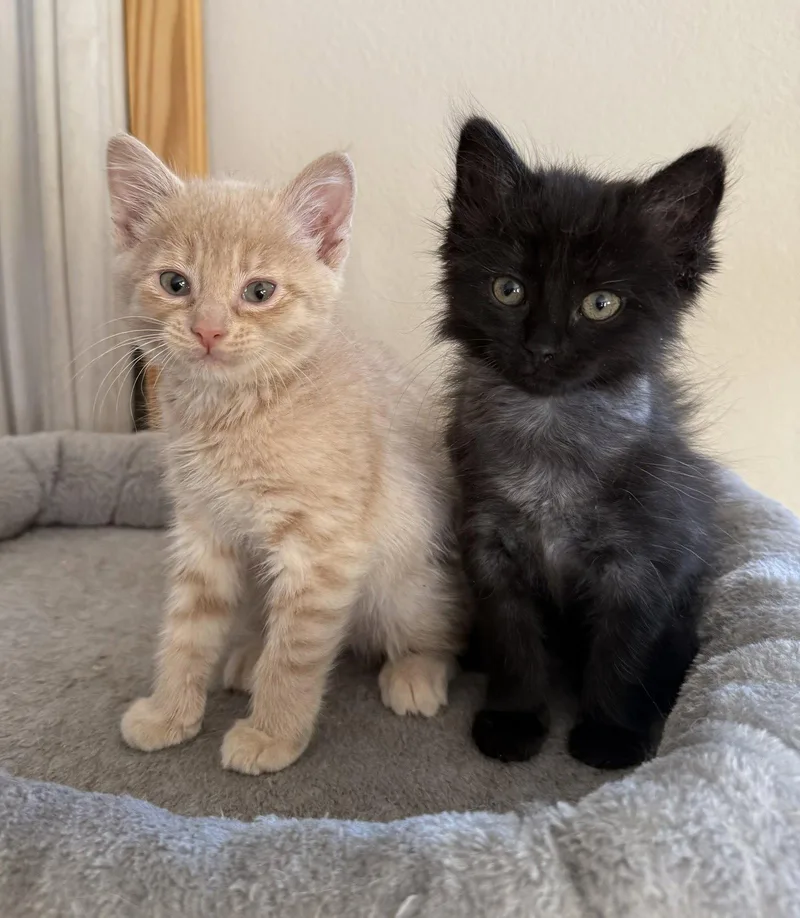 A baby medium-sized male Orange / Red Domestic Short Hair cat named Chuck Norris for adoption in San Jose, CA