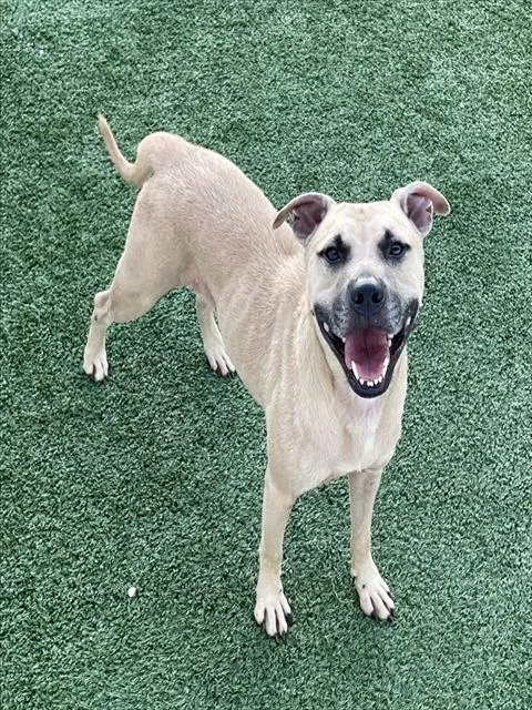 An adult medium-sized male Mixed Breed dog named Jetson for adoption in Palmetto, FL