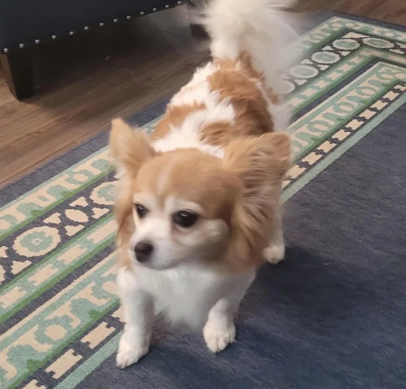 Maggie  Bonded To thumbnail 3