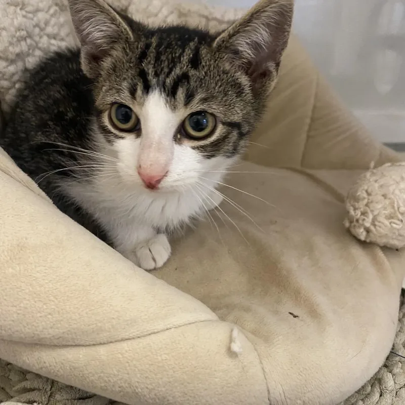 A baby small-sized female American Shorthair cat named Aurora for adoption in Pawling, NY