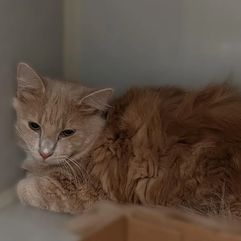 An adult medium-sized male Orange / Red Domestic Medium Hair cat named Air Duct Crustacean for adoption in Davenport, IA