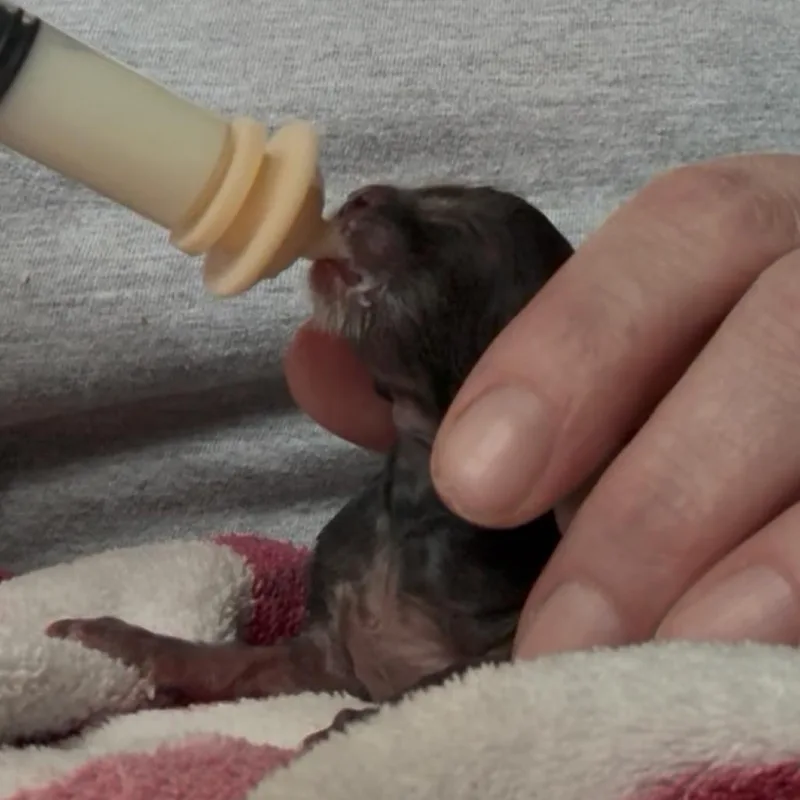 A baby small-sized male Black Domestic Short Hair cat named Gideon Wkh for adoption in Independence, MO