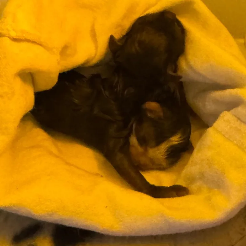 Gideon Wkh thumbnail 2