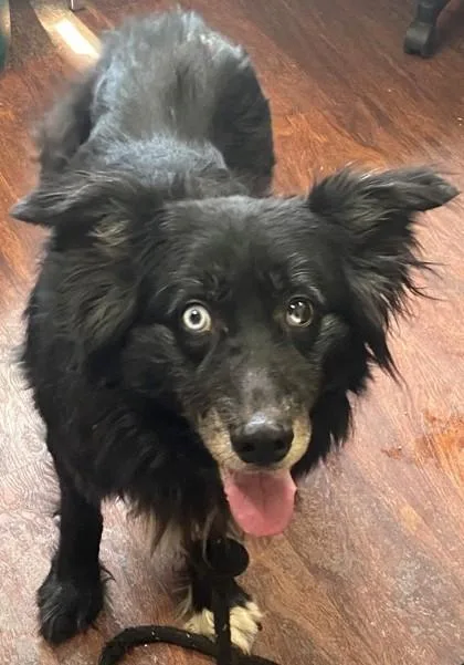 A senior medium-sized male Border Collie dog named Wilson for adoption in Blue Ridge, GA