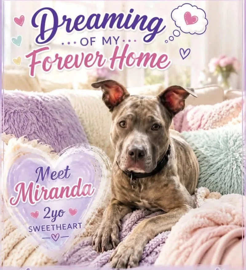 A young medium-sized female Brindle Terrier dog named Miranda for adoption in Cape Coral, FL