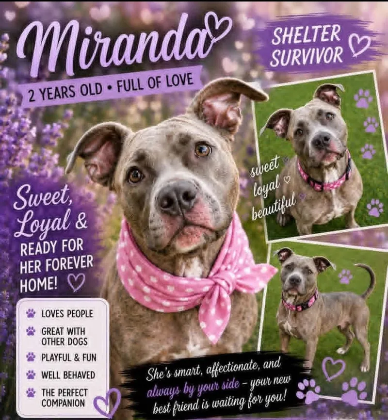 Miranda thumbnail 2