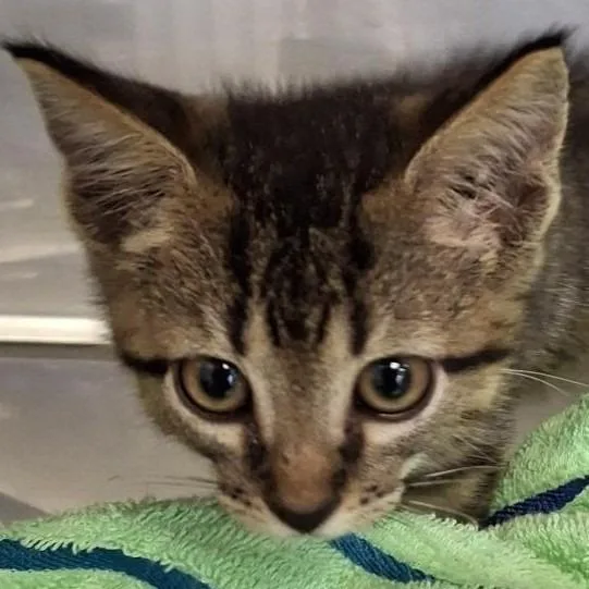 A baby medium-sized male Domestic Short Hair cat named Hobbs for adoption in Brenham, TX