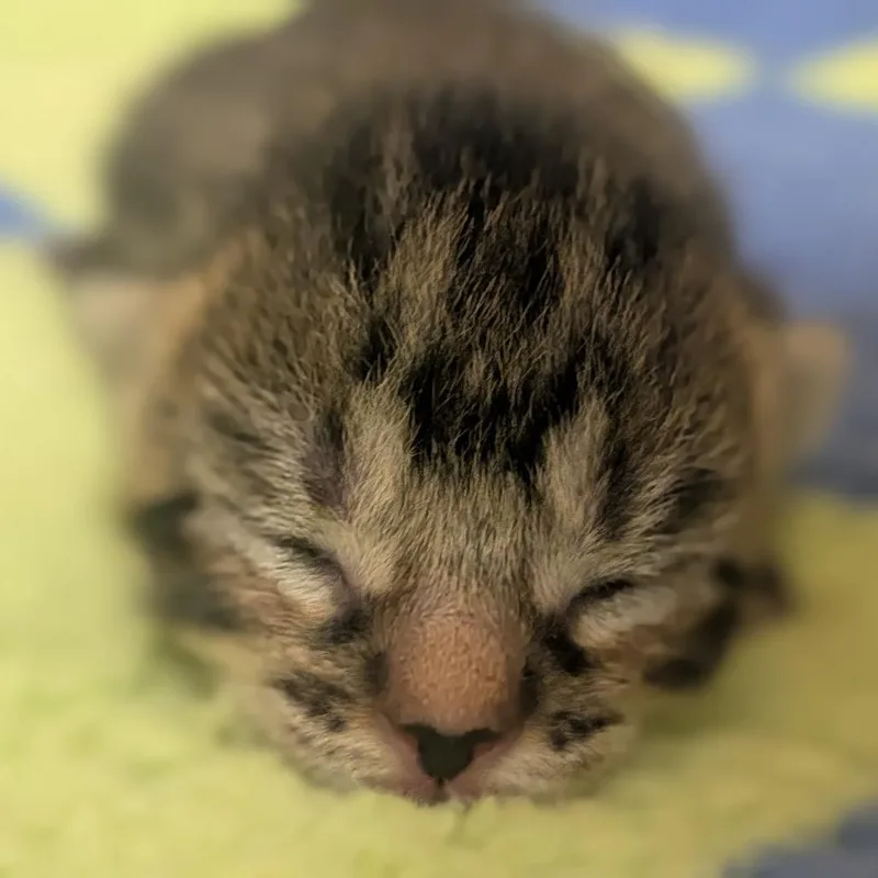 A baby small-sized female Brown / Chocolate Domestic Short Hair cat named Seraphina for adoption in Brownsboro, AL