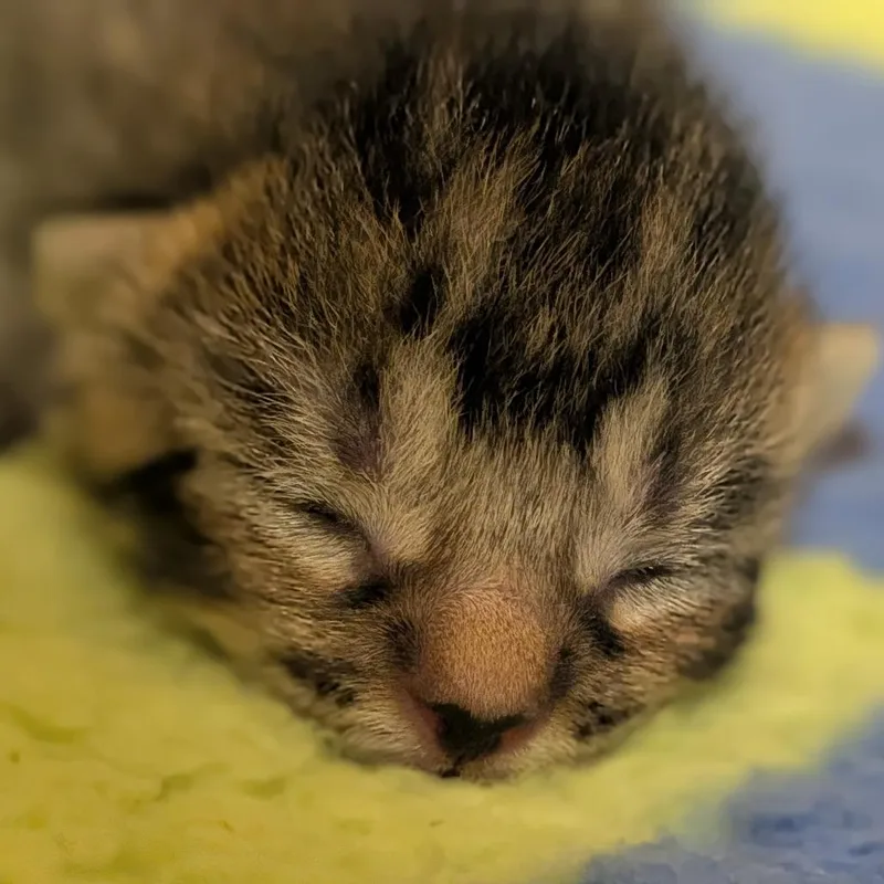 Seraphina thumbnail 2