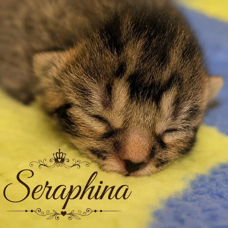 Seraphina thumbnail 4