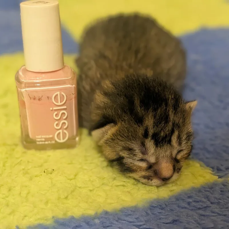 Seraphina thumbnail 5