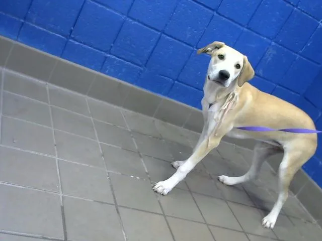 A baby medium-sized female Labrador Retriever dog named Neela for adoption in Albuquerque, NM