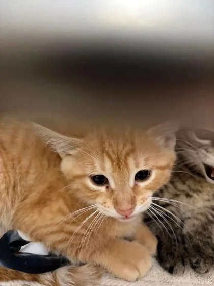 A baby small-sized male Domestic Short Hair cat named Sunshine for adoption in Baraboo, WI